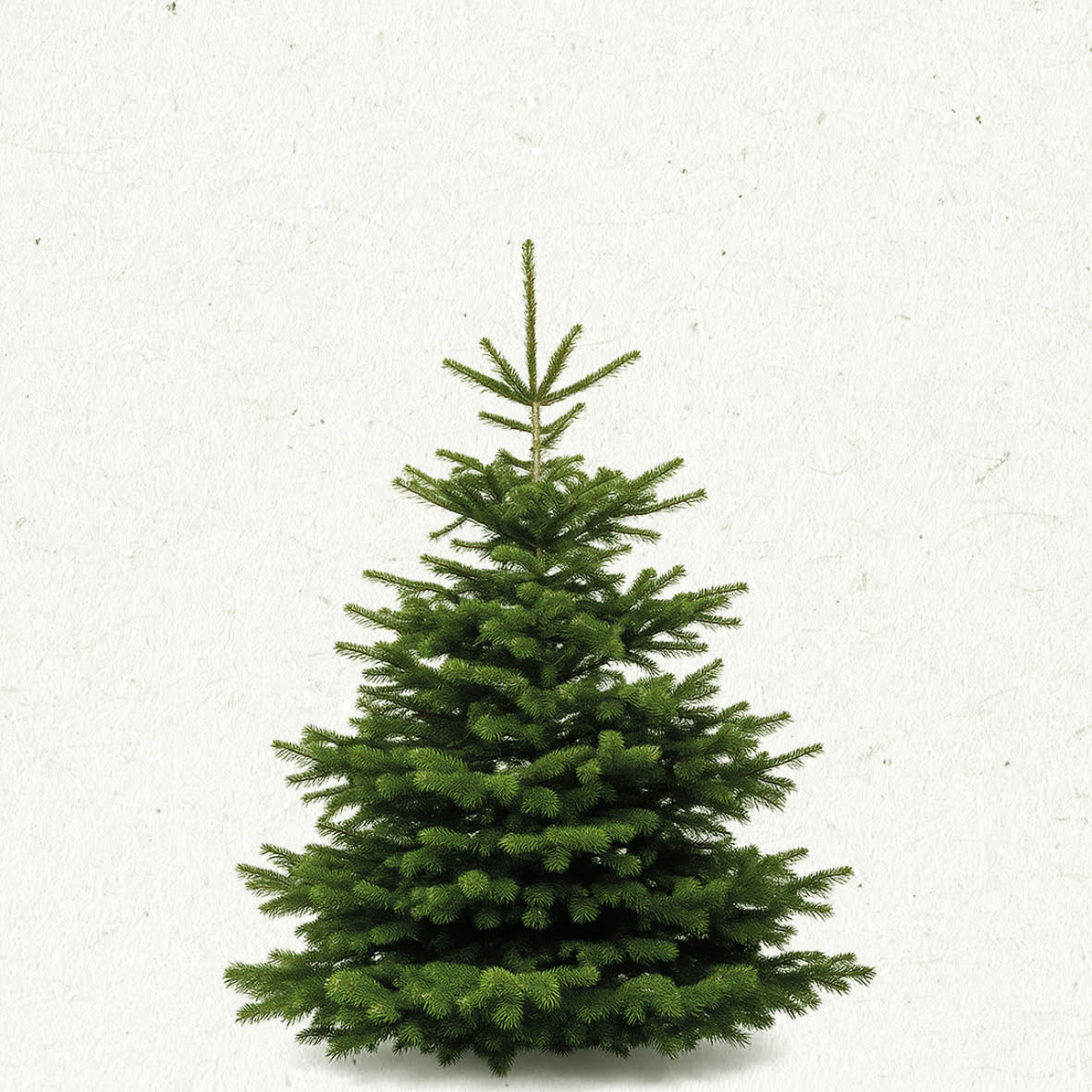 TreeBien Nordmann Excellent AAA 1.75m - 2.00m