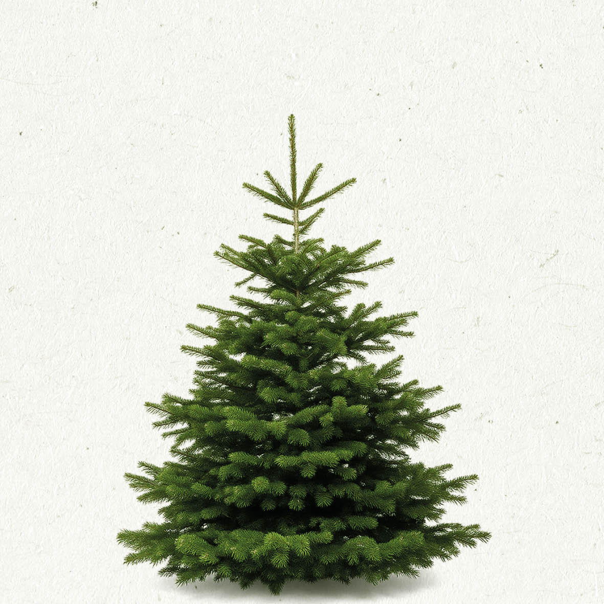 TreeBien Nordmann Excellent AAA 2.00m - 2.25m