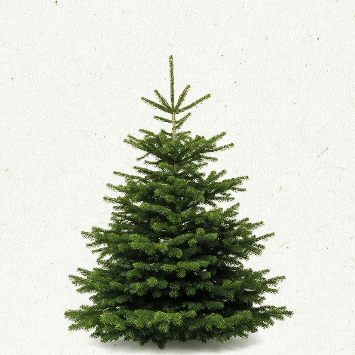 TreeBien Nordmann Excellent AAA 2.25m - 2.50m