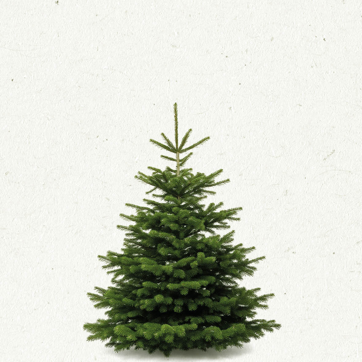 TreeBien Nordmann Excellent AAA 1.25m - 1.50m