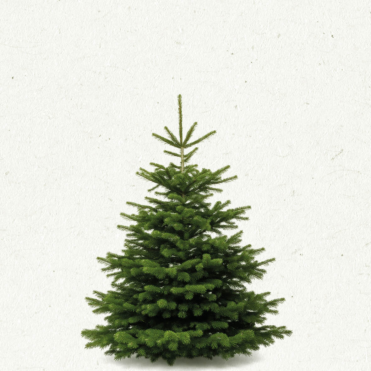 TreeBien Nordmann Excellent AAA 1.50m - 1.75m