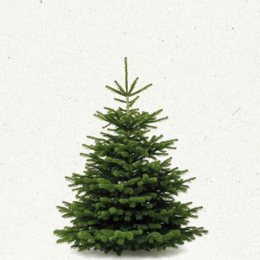 TreeBien Nordmann Excellent AAA 1.75m - 2.00m