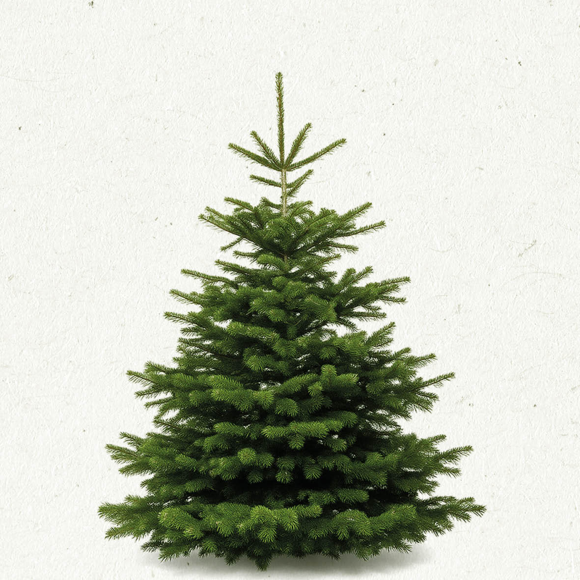 TreeBien Nordmann Excellent AAA 2.50m - 2.75m