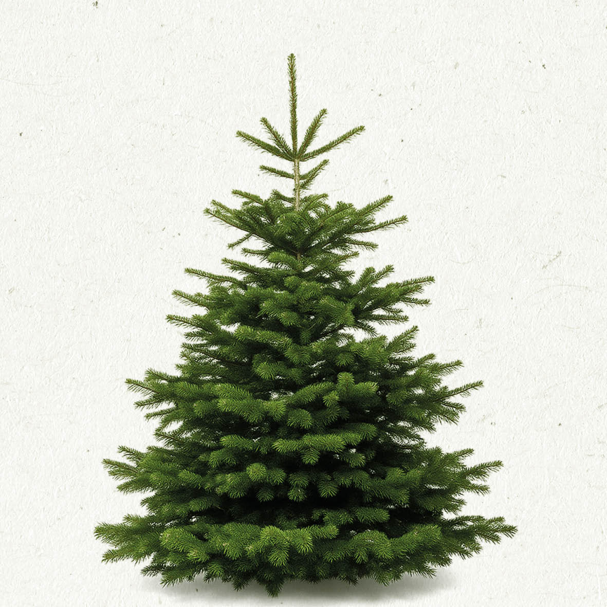 TreeBien Nordmann Excellent AAA 2.75m - 3.00m