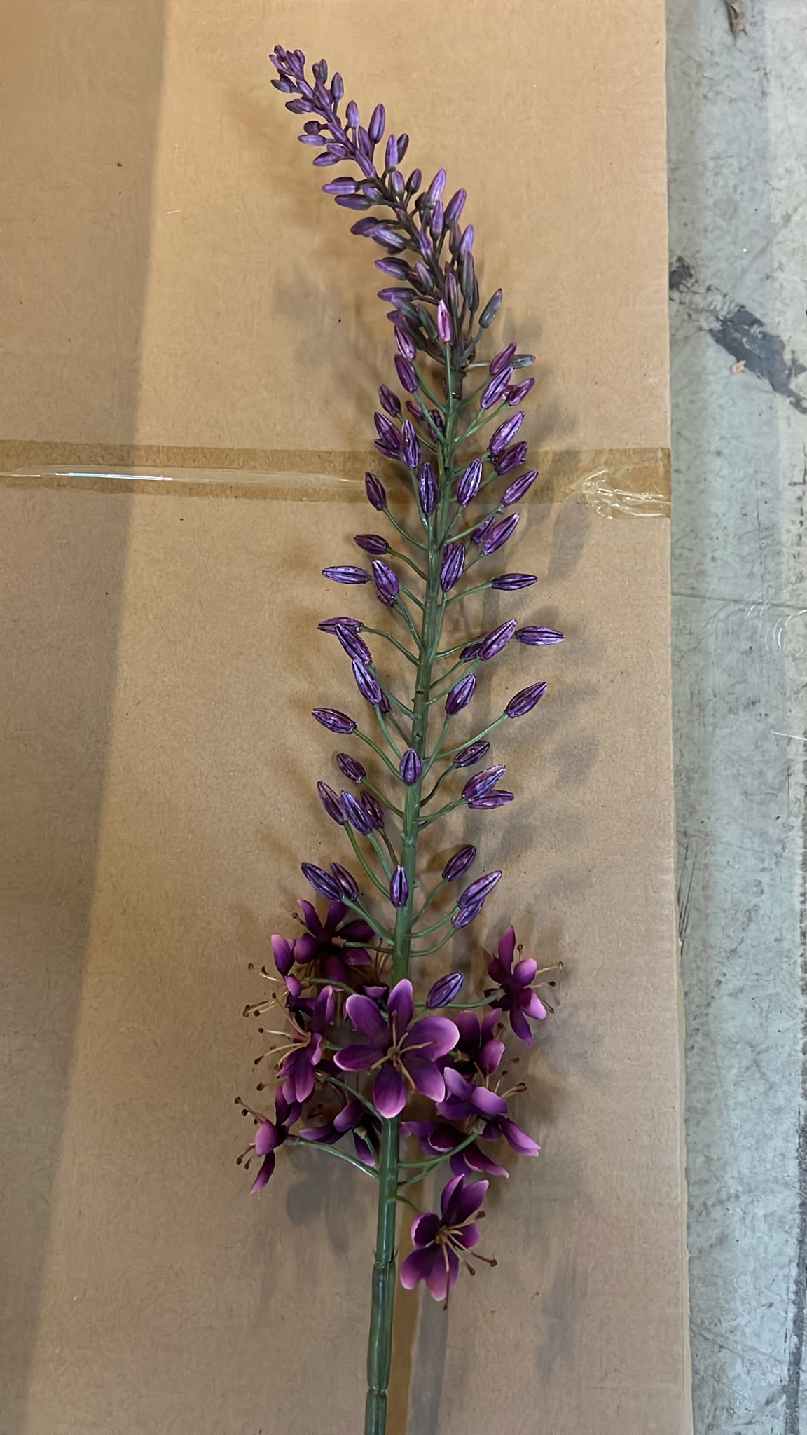 Eremurus spray purple