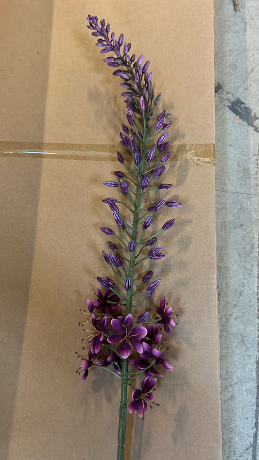 Eremurus spray purple